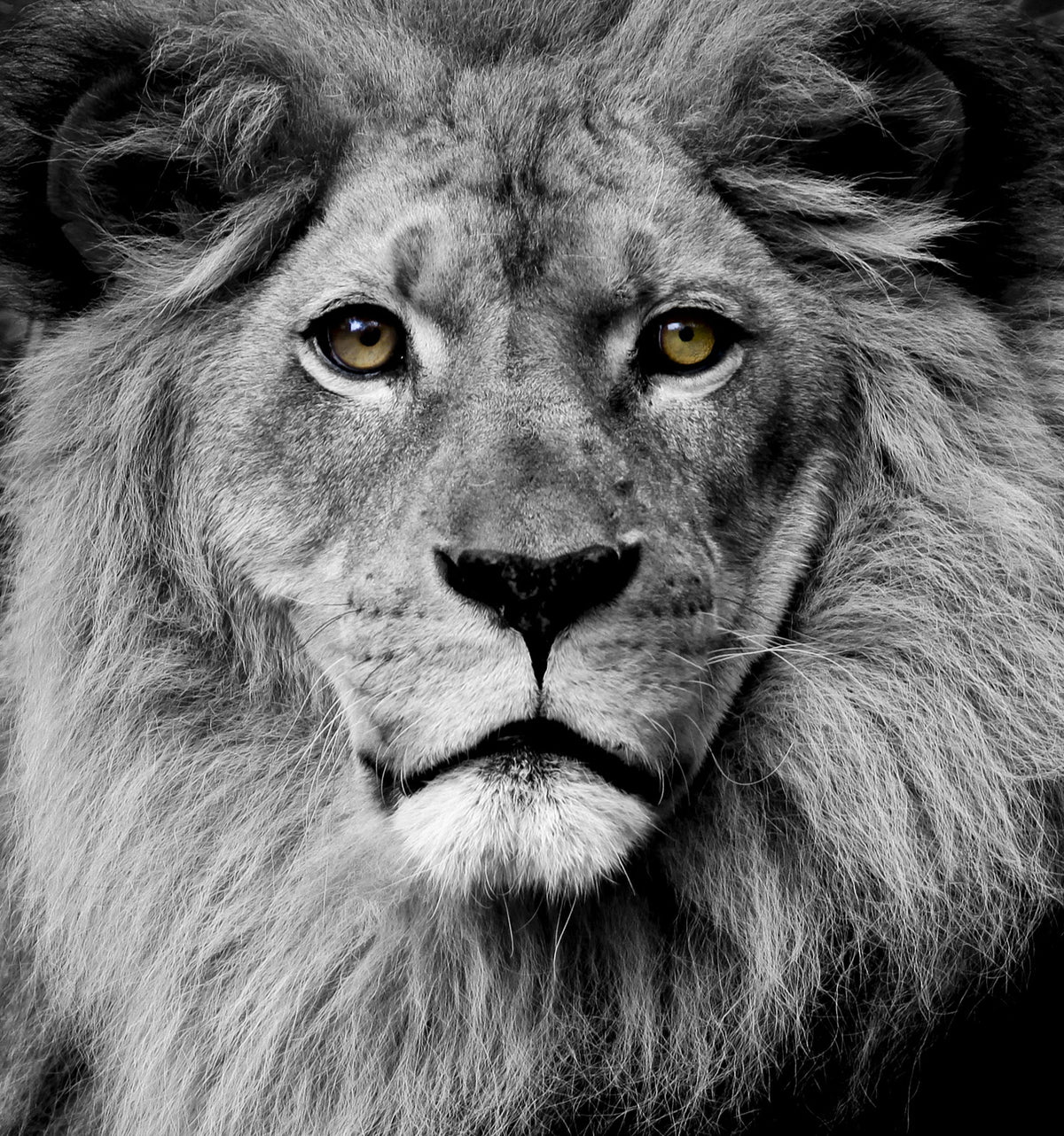 Framed - Stunning King - Dark Gray