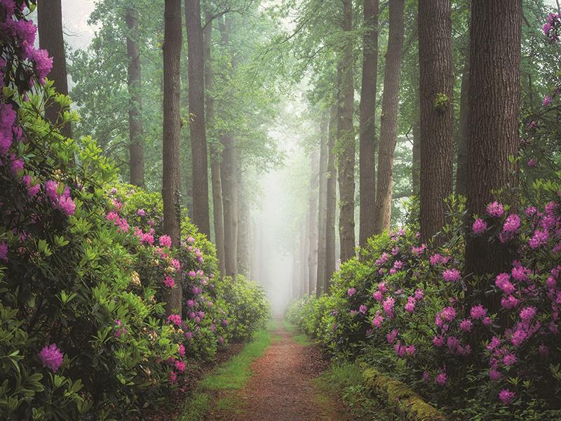 Pop Of Pink By Martin Podt Photography (Small) - Green
