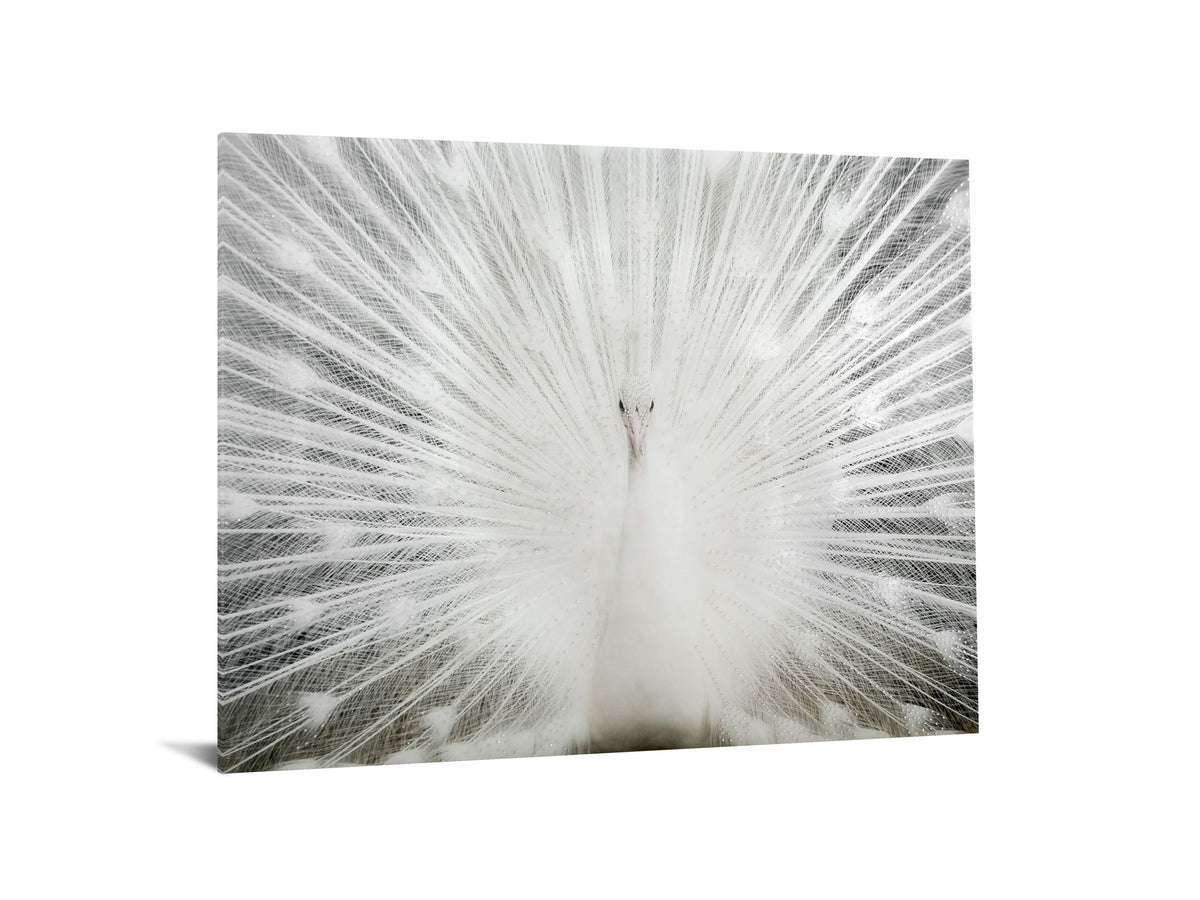 Tempered Glass With Foil & Rhinestones - Peacock - Gray