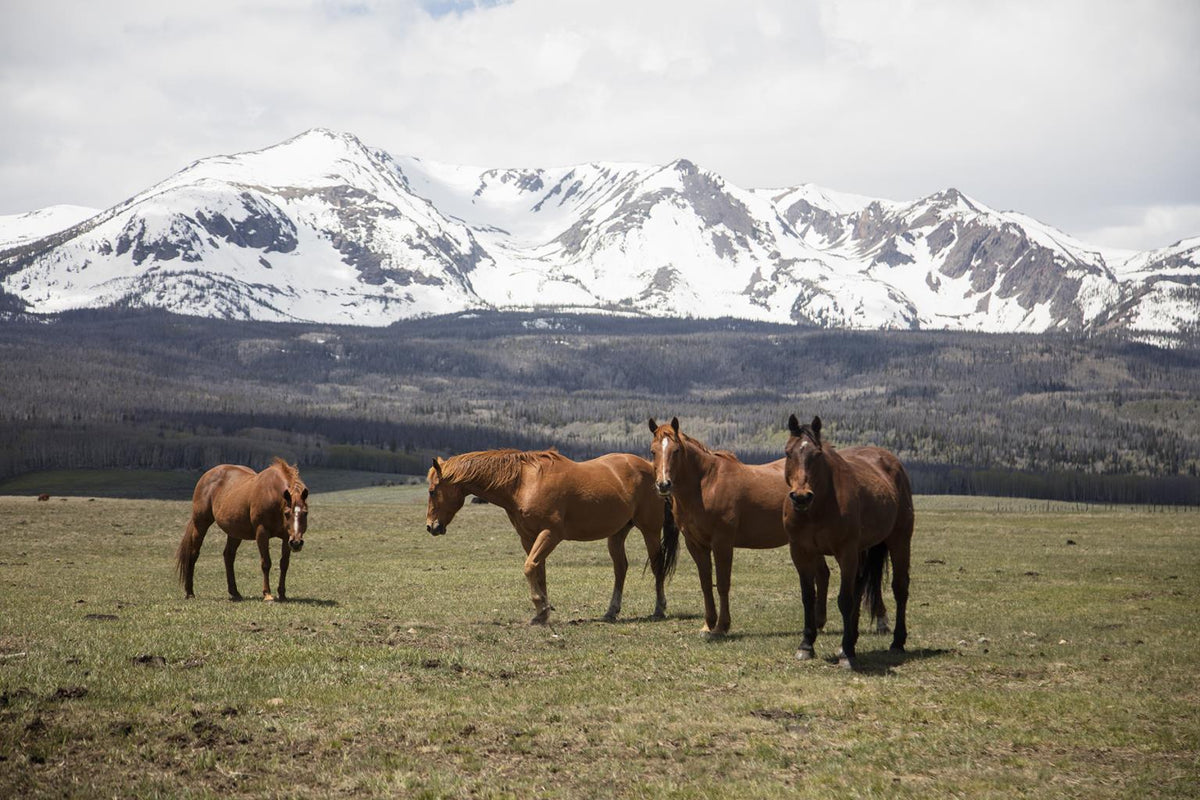 Horse Perspective By Piddix (Framed Small) - Green