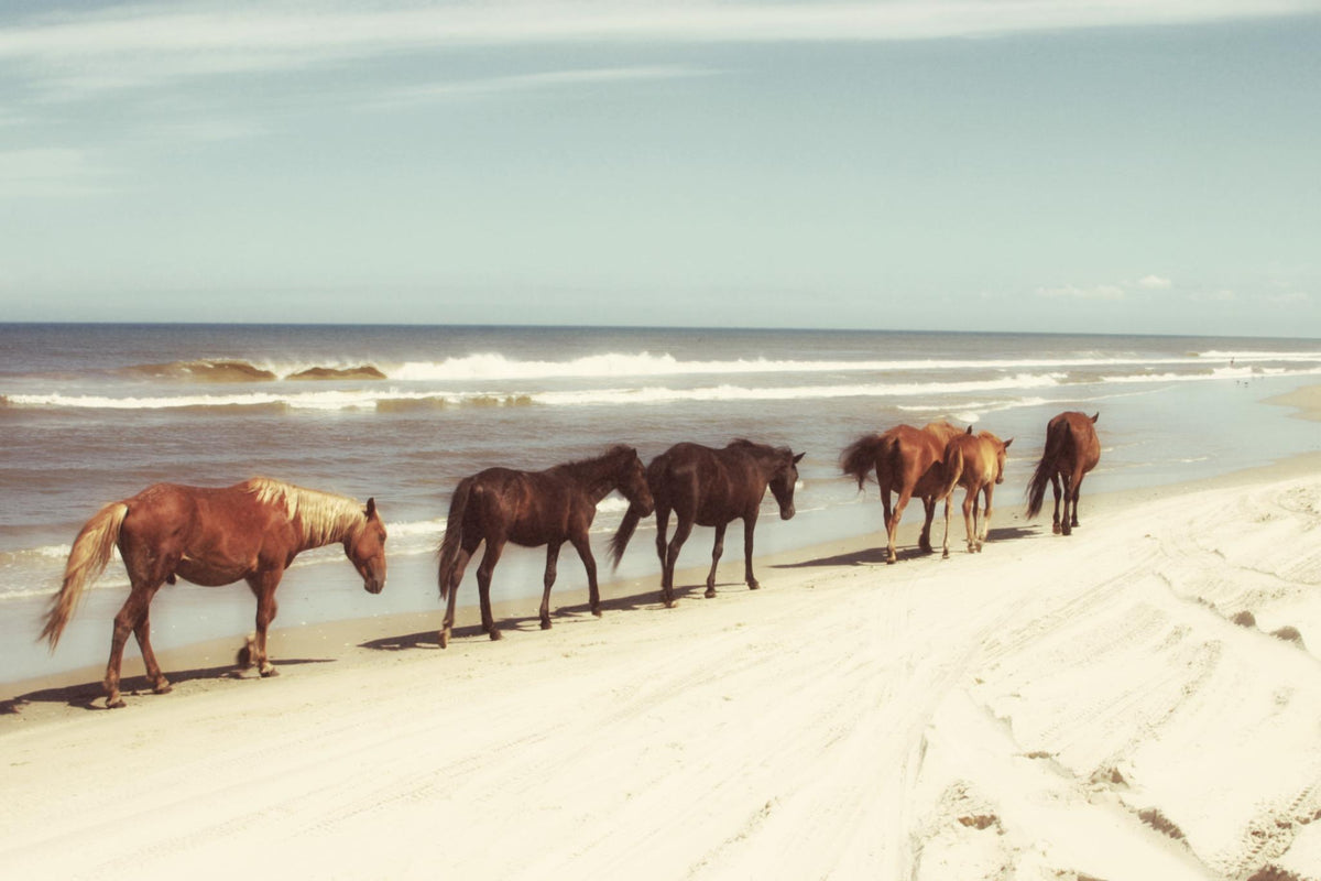 Horses On The Beach By Kathy Mansfield - Light Blue