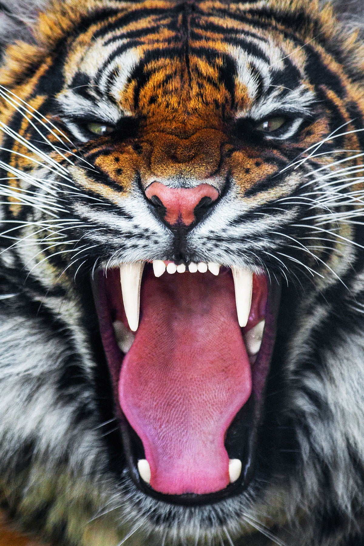 Framed Small - Angry Tiger - Dark Gray