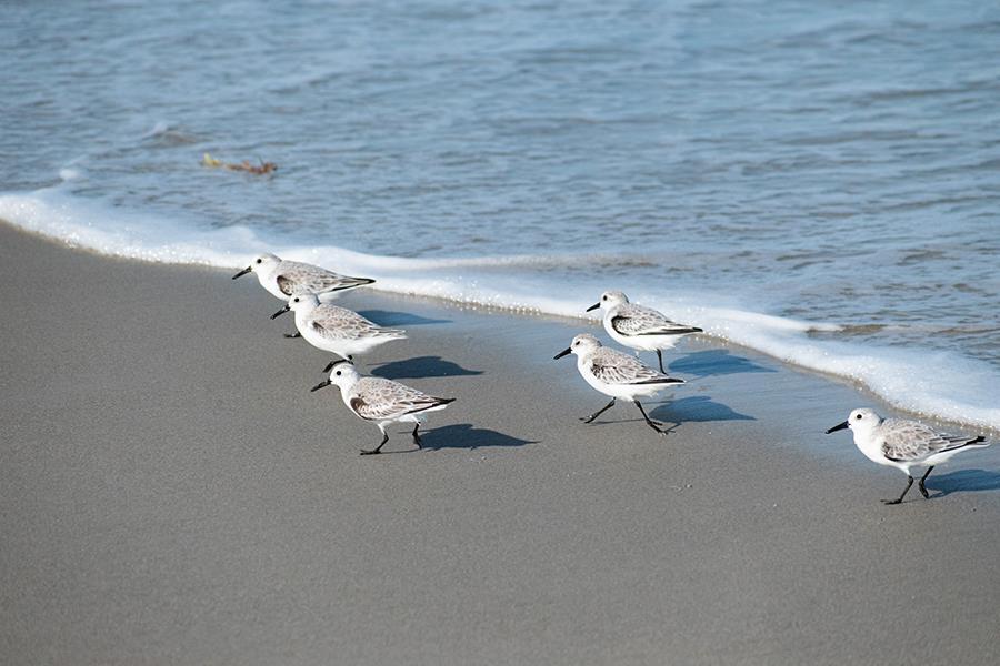 Beach Birds (Framed Small) - Blue