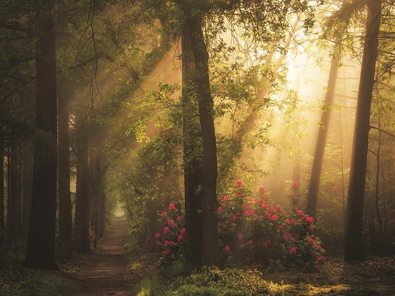 Fairytale Lane By Martin Podt Photography (Framed Small) - Green