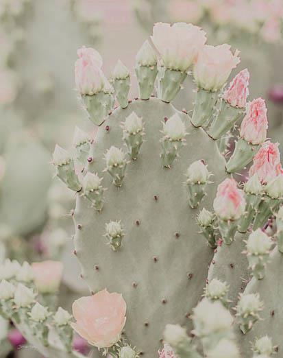 Blooms Abound III By Jennifer Rigsby (Framed) - Gray
