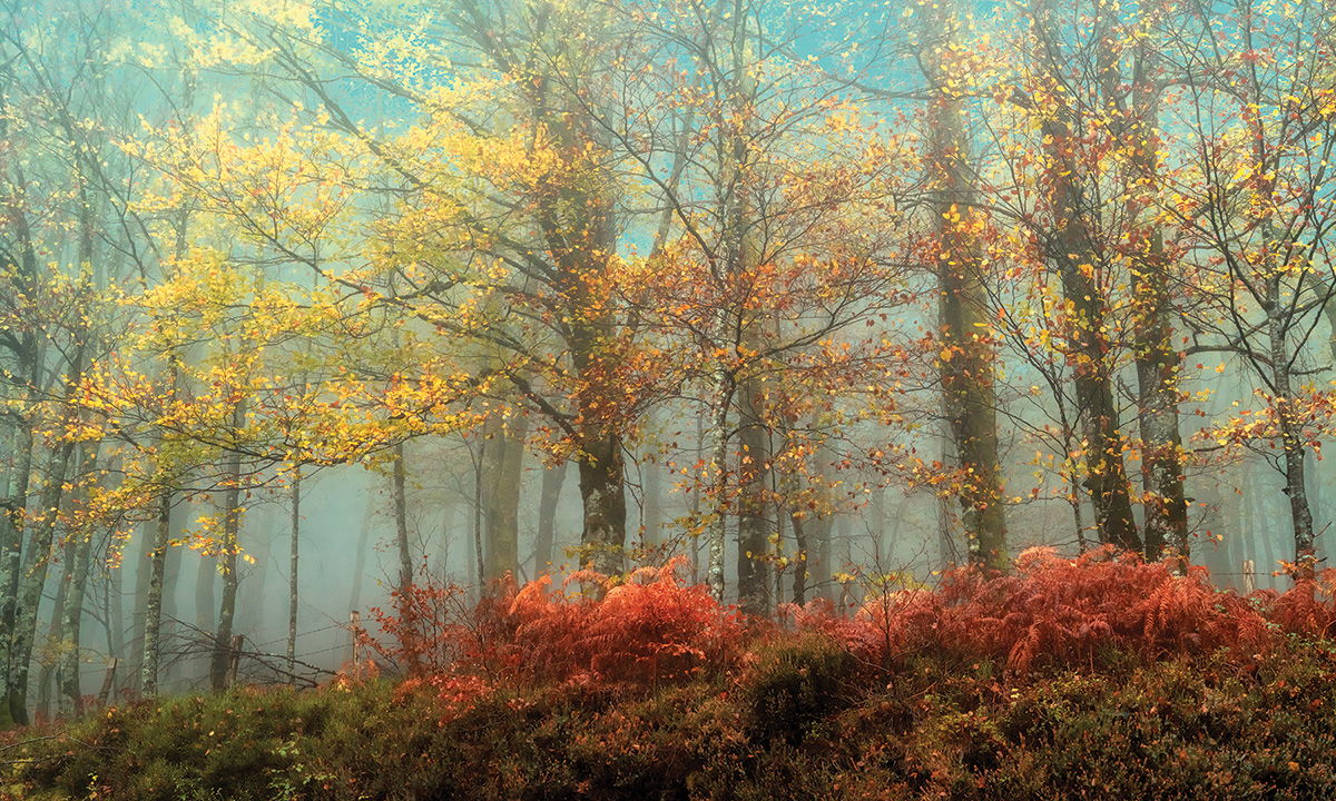 Framed - Beeches In The Mist By Lars Van De Goor - Light Blue
