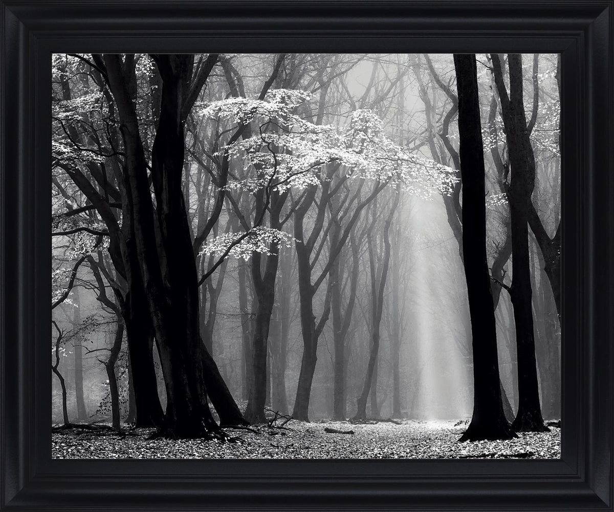 Silent Grove Shadows - 28" x 34" Framed Wall Art - Dark Gray