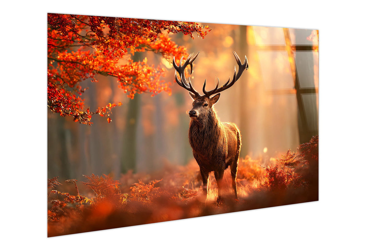 Autumn Stag Tempered Glass - Amber / Red
