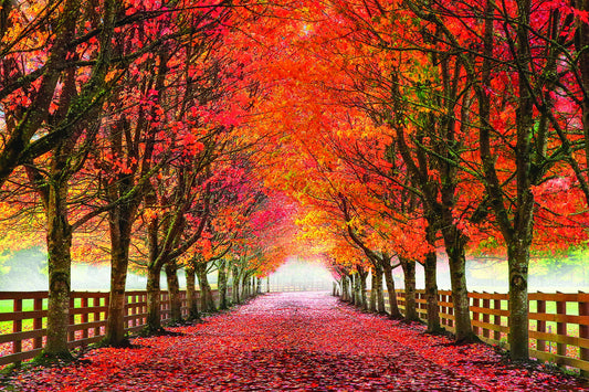 Framed - North Bend Trees By Aaron Reed - Orange