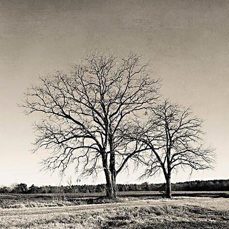 Early Spring Silhouette 2 By Jennifer Rigsby (Framed) - Silver