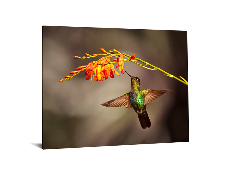 Temp Glass With Foil - Hummingbird - Light Brown