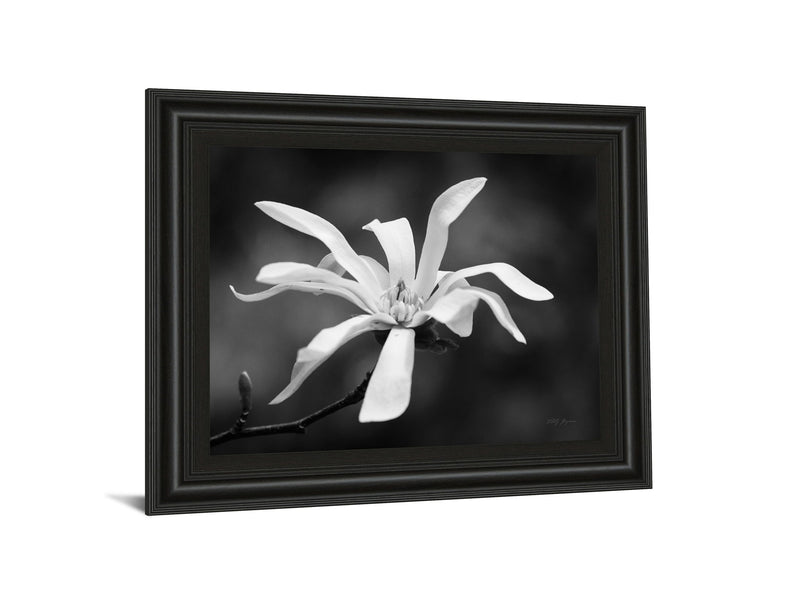 Magnolia Dreams I By Geyman Vitaly - Framed Print Wall Art - Dark Gray