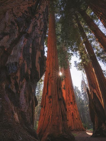 Sunlight Among The Sequoias By Martin Podt Photography - Dark Brown