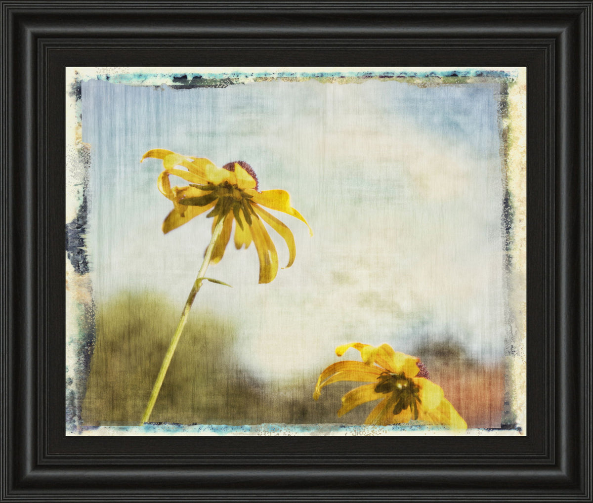 Blackeyed Susan Il By Meghan Mcsweeney - Framed Print Wall Art - Light Blue