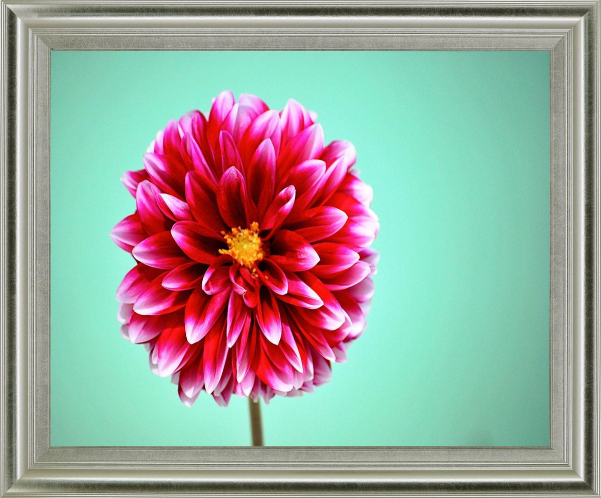 Crimson Radiance - 28" x 34" Framed Wall Art - Pink