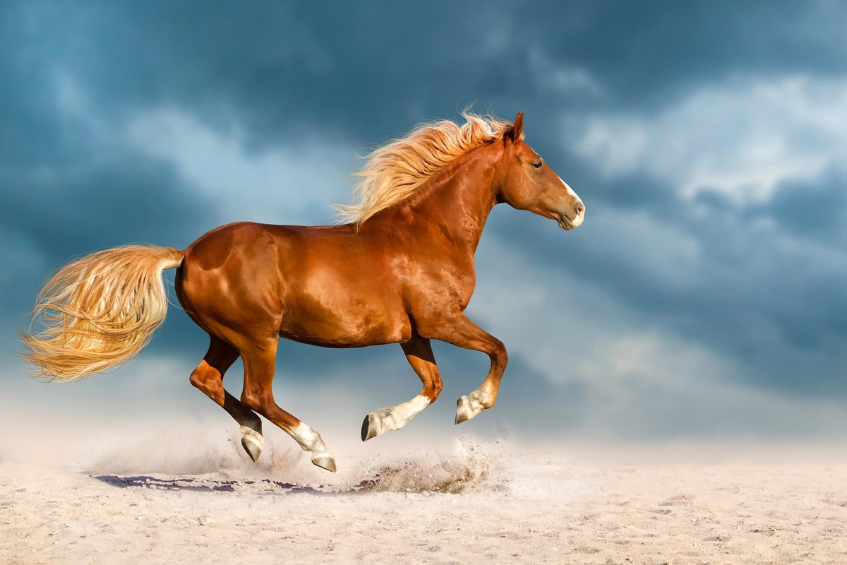 Tempered Glass With Foil - Golden Gallop - Blue