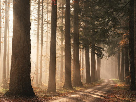 Morning Sunbeam By Martin Podt Photography (Small) - Light Brown