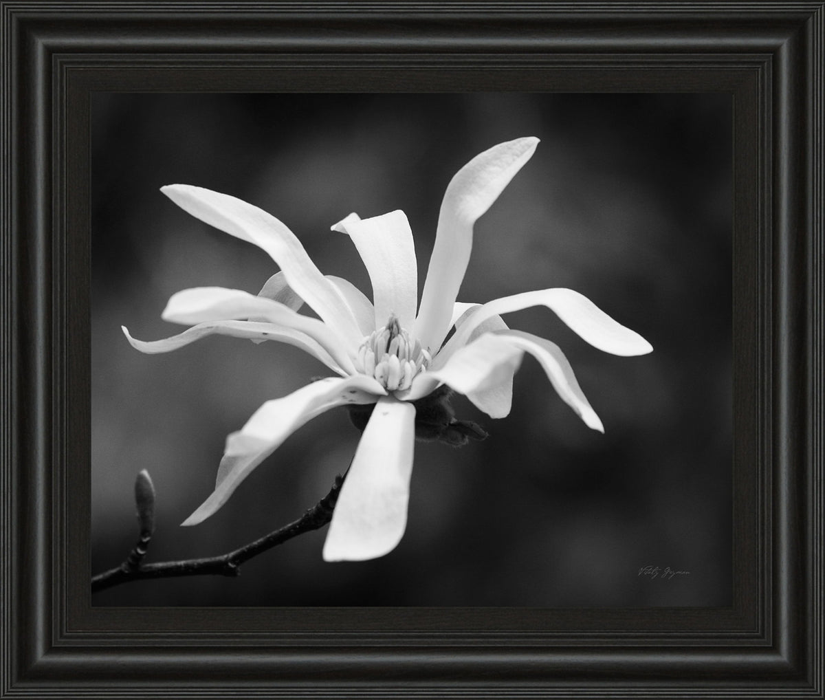 Magnolia Dreams I By Geyman Vitaly - Framed Print Wall Art - Dark Gray
