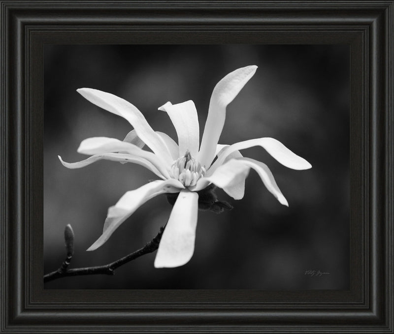 Magnolia Dreams I By Geyman Vitaly - Framed Print Wall Art - Dark Gray