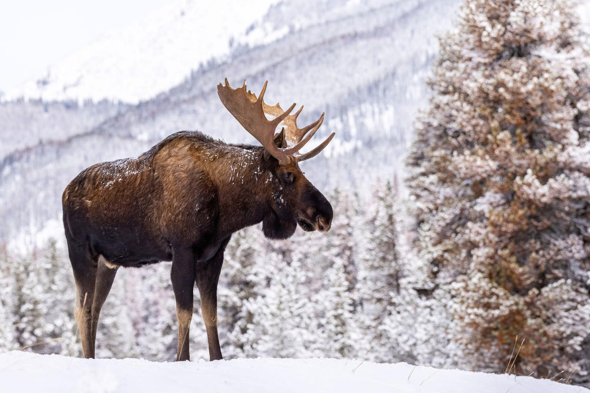 Tempered Glass - Moose In Snow - Gray