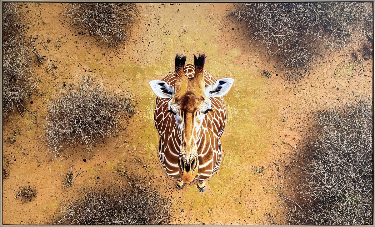 Savanna Gaze Hand-Embellished Canvas In Frame - Brown / Tan