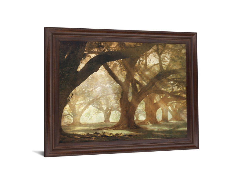 Sunlit Grove Serenity - 28" x 34" Framed Wall Art - Dark Brown