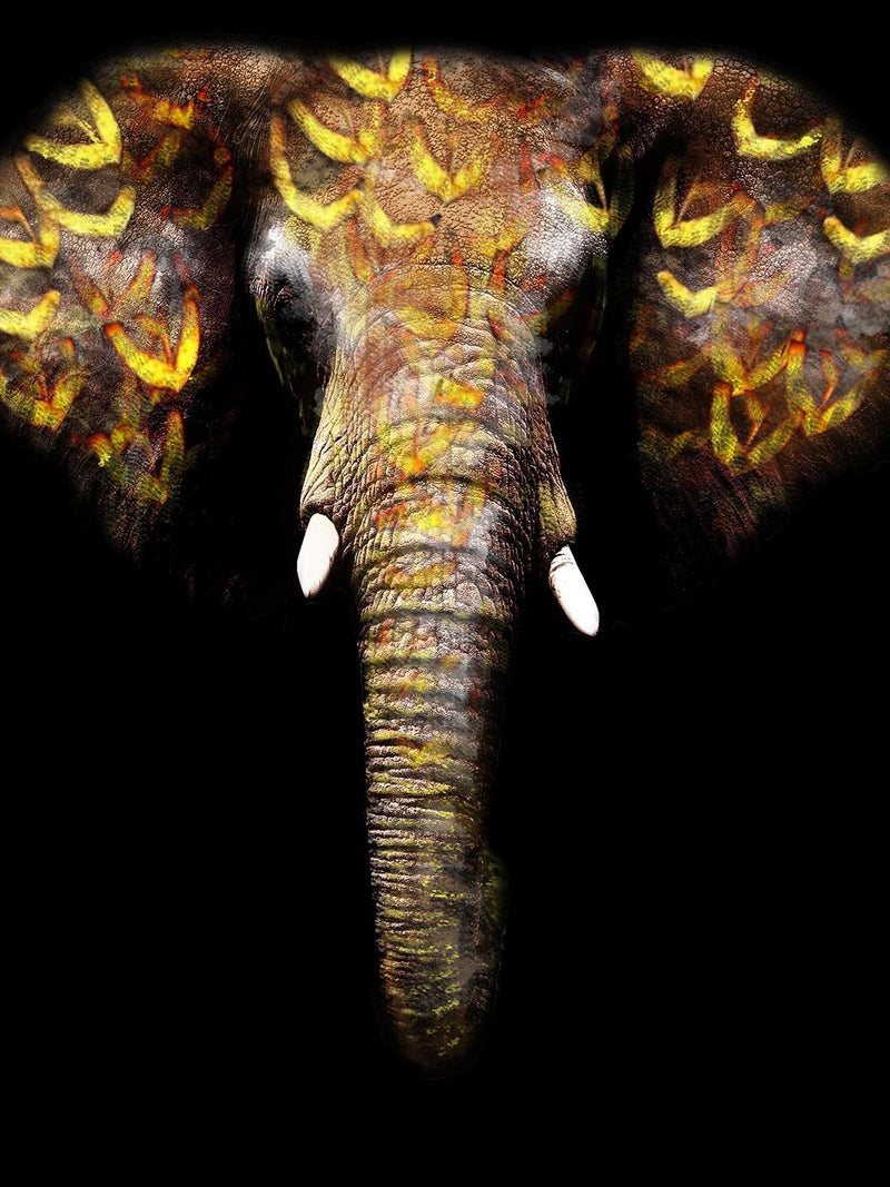 Floating Tempered Glass With Foil Elephant - Black