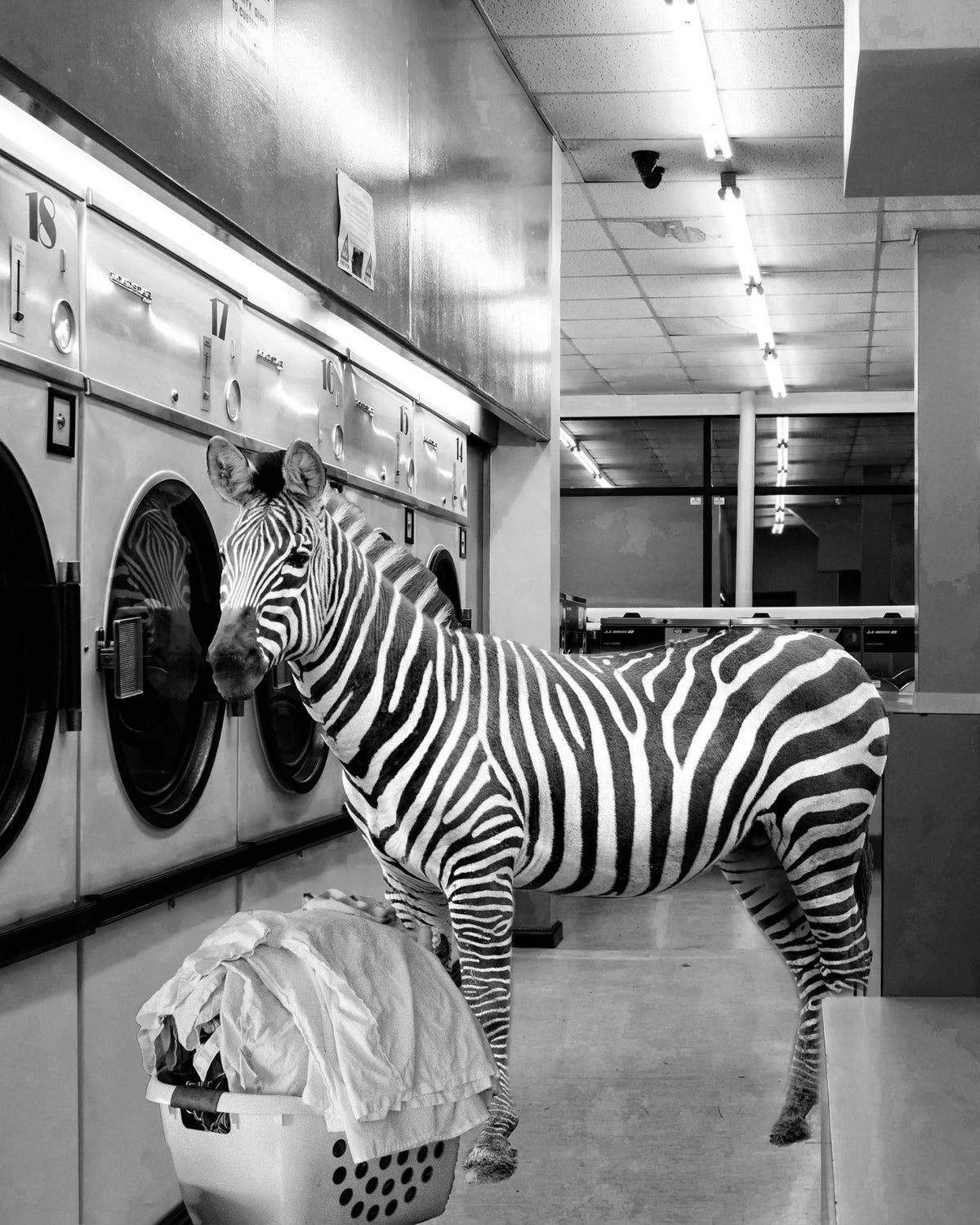 Safari Laundromat Zebra (Framed Small) - Gray