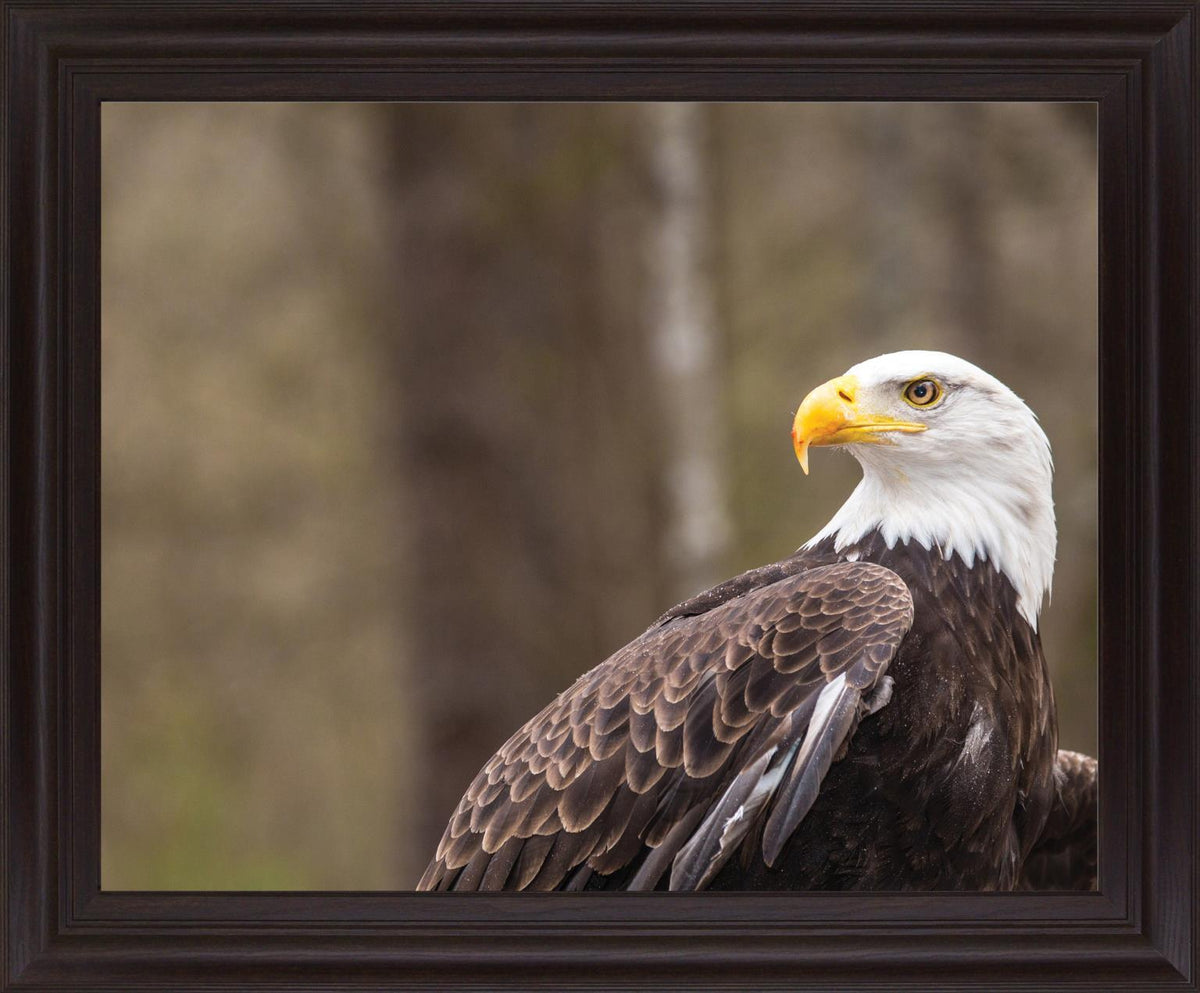 Stoic Watcher - 28" x 34" Framed Wall Art - Dark Brown