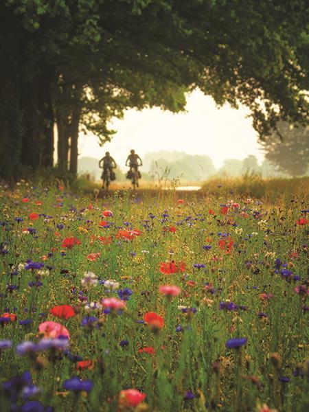Bike Ride Among The Wildflowers By Martin Podt Photography (Framed) - Green