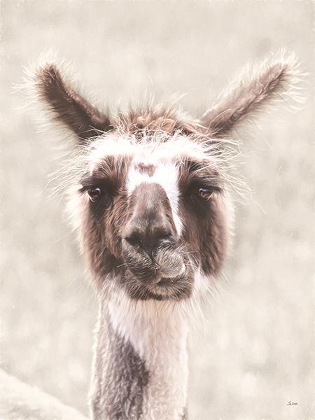 Quizzical Alpaca By Lori Deiter (Framed Small) - Silver