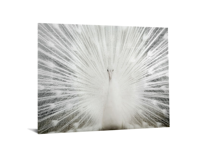 Tempered Glass With Foil & Rhinestones - Peacock - Gray