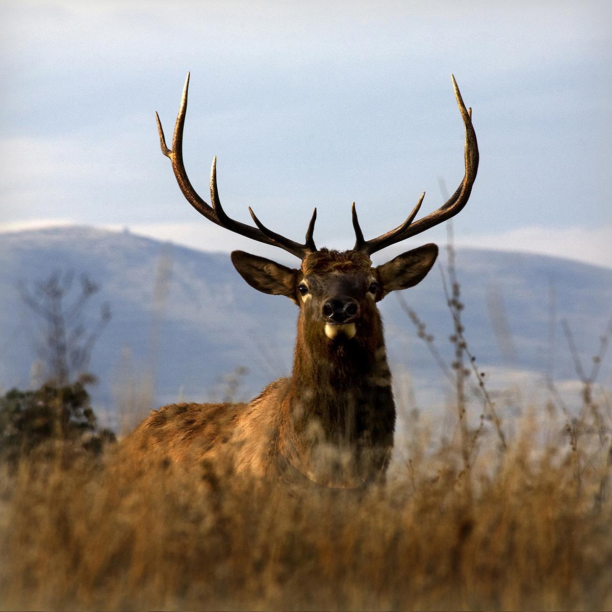 Big Elk Charlo By Danita Delimont (Small) - Light Blue
