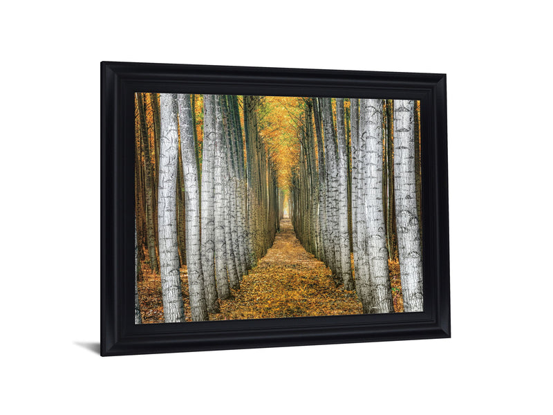 Golden Birch Passage - 28" x 34" Framed Wall Art - Yellow