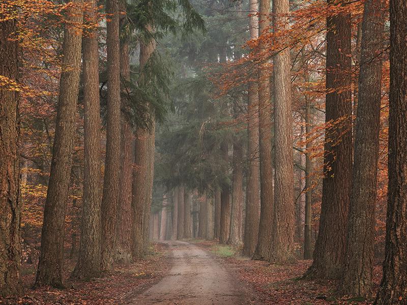 Autumn Pathway By Martin Podt Photography (Framed) - Dark Brown