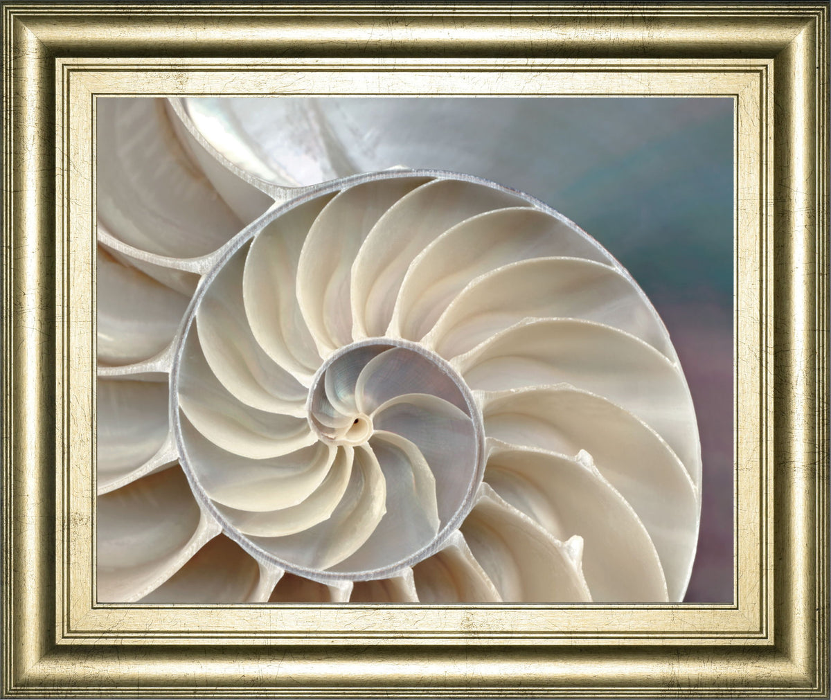 Nautilus By Levine, A. - Framed Print Wall Art - Silver