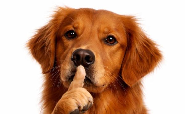 Golden retriever saying shh