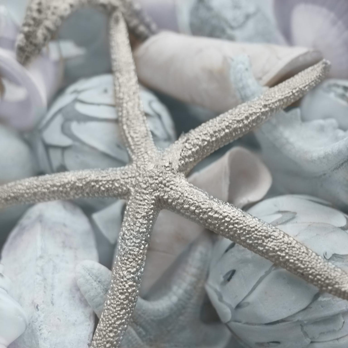 Seashells In I By Susan Bryant - Gray