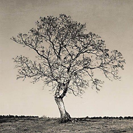 Early Spring Silhouette 1 By Jennifer Rigsby - Silver