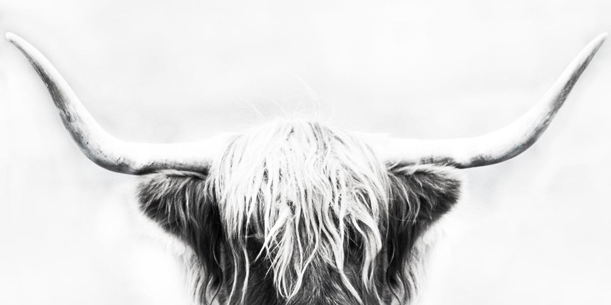 Small - Longhorn By Danita Delimont - Silver