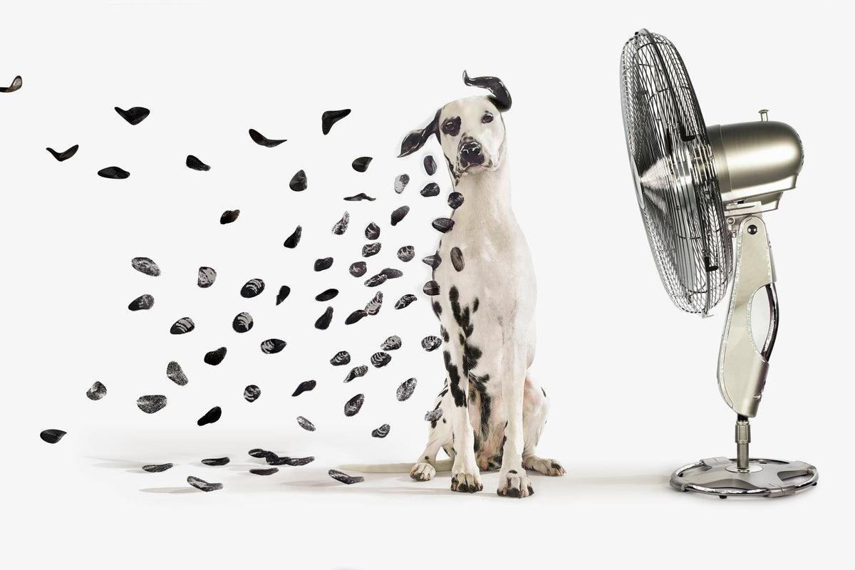 Tempered Glass With Foil - Dalmation - Gray