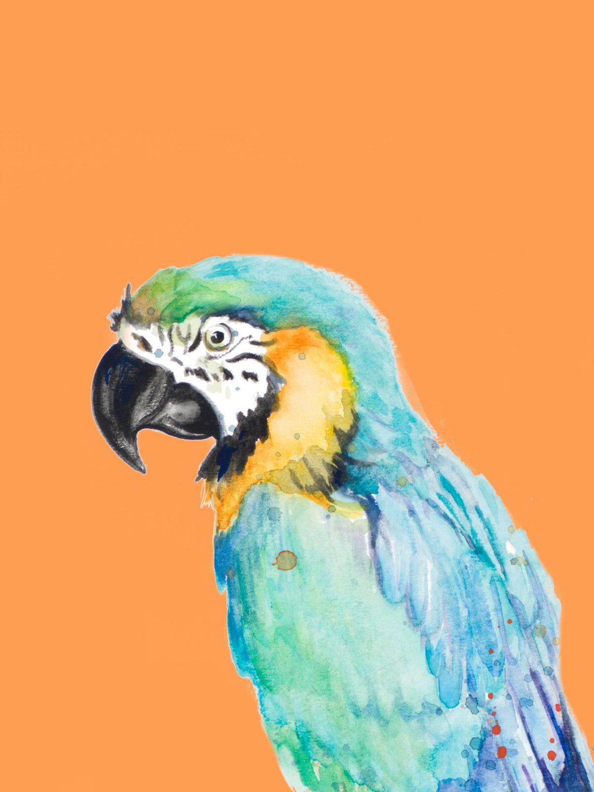 Parrot Portrait By Patricia Pinto (Framed) (Small) - Orange