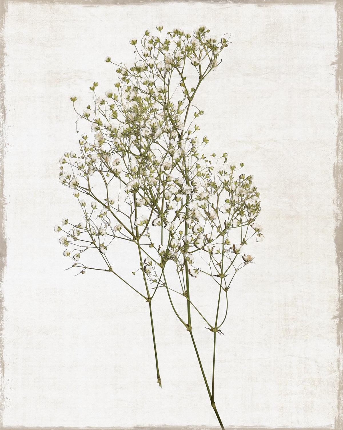 Framed - Farmhouse Pressed Flower I By Natalie Carpentieri - Silver