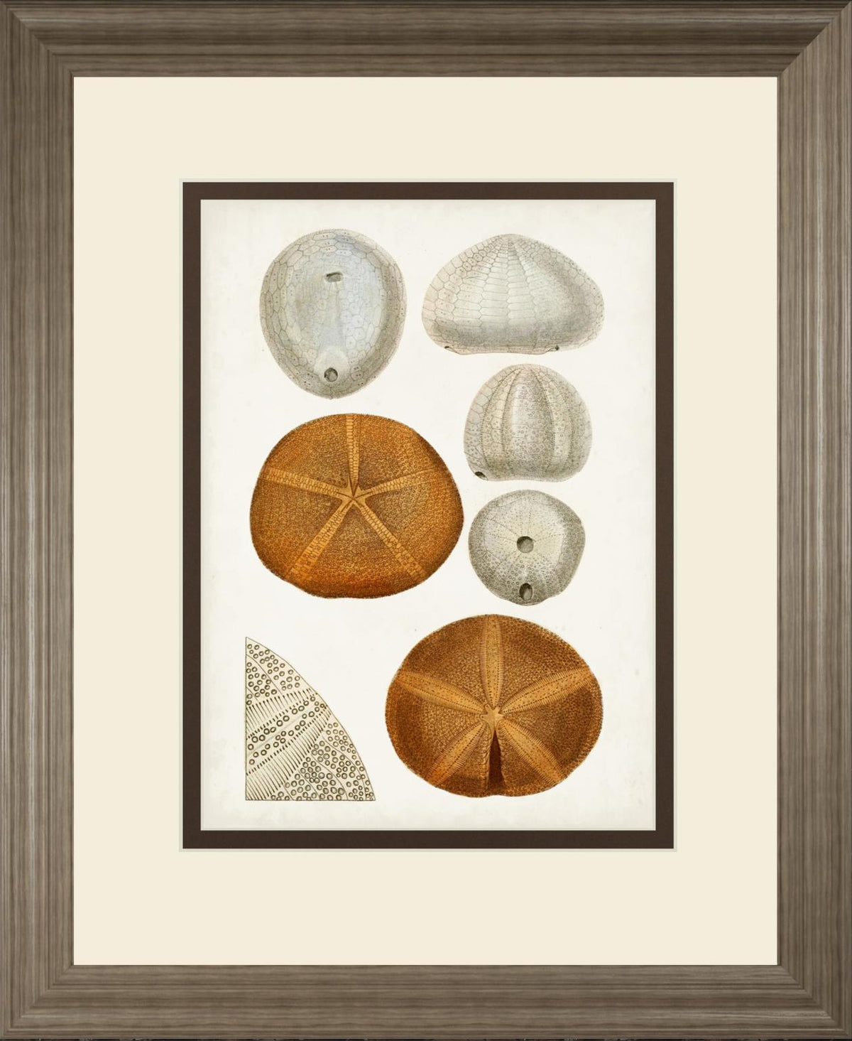 34x40 Coastal Curiosity II By Unknown - Beige